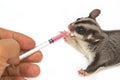 Veterinary is giving the medicine to sugarglider