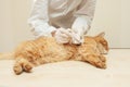 Veterinary giving the vaccine to the ivory red cat