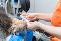 Veterinary hands giving intravenous anaesthesia to a dog