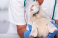 Veterinary healthcare professional holding young puppy with bandage on paw