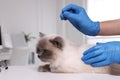 Veterinary holding acupuncture needle near cat`s head in clinic, closeup. Animal treatment