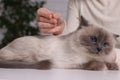 Veterinary holding acupuncture needle near cat`s head indoors, closeup. Animal treatment Royalty Free Stock Photo