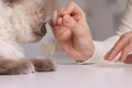 Veterinary holding acupuncture needle near cat`s paw indoors, closeup. Animal treatment