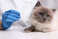 Veterinary holding acupuncture needle near cat`s paw indoors, closeup. Animal treatment