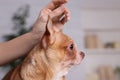 Veterinary holding acupuncture needle near dog`s head in clinic, closeup. Animal treatment