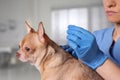 Veterinary holding acupuncture needle near dog`s neck in clinic, closeup Royalty Free Stock Photo