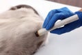 Veterinary holding moxa stick near cat at table, closeup. Animal acupuncture treatment
