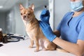 Veterinary holding moxa stick near cute dog in clinic, closeup. Animal acupuncture treatment