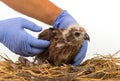 Veterinary holding young Sea-eagle prepare to examination