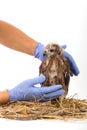 Veterinary holding young Sea-eagle prepare to examination