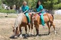 Veterinary horses on the farm