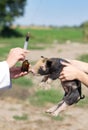 Veterinary injection Royalty Free Stock Photo