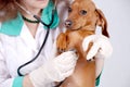 Veterinary inspect the dog