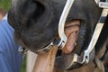 Veterinary inspecting horse mouth detail