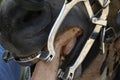 Veterinary inspecting horse mouth detail