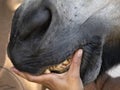 Veterinary inspecting horse mouth detail