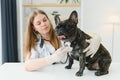 Veterinary by listening to a French bulldog dog in his clinic Royalty Free Stock Photo