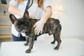 Veterinary by listening to a French bulldog dog in his clinic Royalty Free Stock Photo