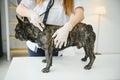 Veterinary by listening to a French bulldog dog in his clinic Royalty Free Stock Photo