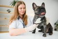 Veterinary by listening to a French bulldog dog in his clinic Royalty Free Stock Photo