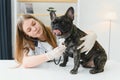 Veterinary by listening to a French bulldog dog in his clinic Royalty Free Stock Photo