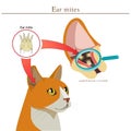 Veterinary Medicine. Cat Ear Mites Vector Illustration. Ear Mites In Animal. Spread Of Infection.