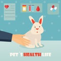 Veterinary medicine hospital, doctor with cute rabbit. Health care or treatment for wild or domestic animals.