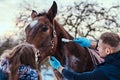 A veterinary man with his assistant treating a brown purebred horse, papillomas removal procedure using cryodestruction