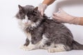 Veterinary Nurse Giving Cat Injection Royalty Free Stock Photo