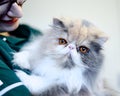 Veterinary Nurse holding Persian Cat