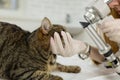 A veterinary ophthalmologist examines a cat's eye under a microscope. A veterinary ophthalmologist Royalty Free Stock Photo