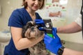 A veterinary ophthalmologist makes a medical procedure, examines a dog`s eyes with the help of an ophthalmologic veterinary Royalty Free Stock Photo