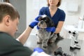 Veterinary, ophthalmologist prepare the a dog with injured eye to examine with a slit lamp in a veterinary clinic Royalty Free Stock Photo