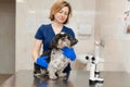 Veterinary, ophthalmologist prepare the a dog with injured eye to examine with a slit lamp in a veterinary clinic Royalty Free Stock Photo