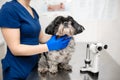 Veterinary, ophthalmologist prepare the a dog with injured eye to examine with a slit lamp in a veterinary clinic Royalty Free Stock Photo