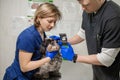 Veterinary, ophthalmologists examine the injured eye of a dog and measure the pressure with a tonometer in a veterinary clinic