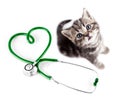 Veterinary for pets concept Royalty Free Stock Photo
