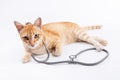 Veterinary for pets concept Royalty Free Stock Photo