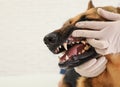 Veterinary physician checking dog`s teeth on light background, closeup