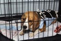 Veterinary protective bandage for dogs after surgery. Sick dog Beagle in a cage