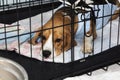 Veterinary protective bandage for dogs after surgery. Sick dog Beagle in a cage