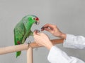 Veterinary sharpens the claws of the big green parrot. Manicure for a big parrot. Professional veterinary care for parrots and Royalty Free Stock Photo