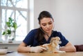 Veterinary surgeon and chihuahua dog at vet clinic Royalty Free Stock Photo