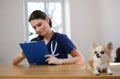 Veterinary surgeon and chihuahua dog at vet clinic Royalty Free Stock Photo