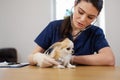 Veterinary surgeon and chihuahua dog at vet clinic Royalty Free Stock Photo
