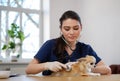 Veterinary surgeon and chihuahua dog at vet clinic Royalty Free Stock Photo