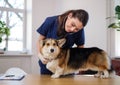 Veterinary surgeon and corgi dog at vet clinic