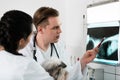 Veterinary surgeon examining x-ray radiograph of a dog Royalty Free Stock Photo