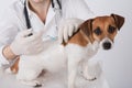 Les dar vacuna en perro 