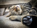 Veterinary surgeon neutering a Stray cat Royalty Free Stock Photo